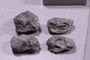 PE 18252 fossil