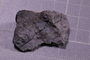 PE 18258 fossil