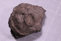 PE 2063 fossil