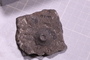 PE 2194 fossil