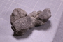 PE 28567 fossil