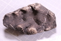 PE 53278 a fossil
