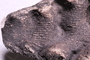 PE 53278 a fossil2