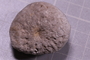 PE 5763 fossil