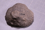 PE 5767 fossil