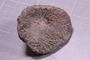 PE 5767 fossil2