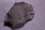PE 5818 fossil