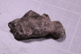 PE 91627 fossil