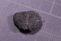 PE 91628 fossil