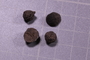 PE 91629 fossil