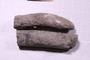 PE 91631 fossil