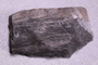 PE 91632 fossil