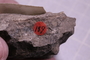 PE 91634 fossil