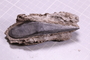 PE 91637 fossil