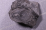 UC 1224 a fossil2