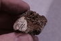 UC 23780 fossil