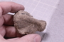 UC 23780 fossil2