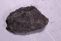 UC 27569 fossil