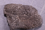 UC 44385 fossil2