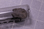 UC 44388 fossil
