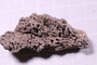 UC 44912 fossil2