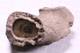 UC 54093 fossil2
