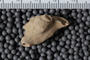 UC 17517 fossil2