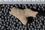 UC 17517 fossil4