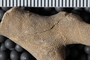 UC 17517 fossil5