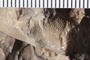 UC 17522 fossil3