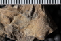 UC 27716 fossil3