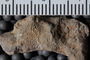 UC 27716 fossil5