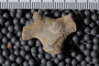 UC 27716 fossil8