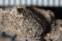 UC 27742 fossil5