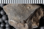 UC 27781 fossil5