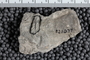 P 21077 fossil