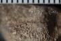 PE 92006 fossil5
