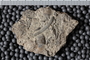 UC 1167 a fossil4
