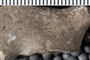 UC 12053 fossil3