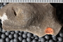 UC 12053 fossil5