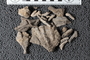 UC 17462 fossil