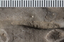 UC 17462 fossil3