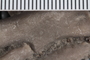 UC 17462 fossil5