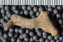 UC 17464 fossil4