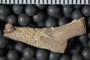 UC 17469 fossil4