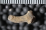 UC 17469 fossil6