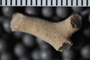 UC 17470 fossil4