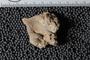 UC 1867 fossil2
