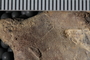 UC 1867 fossil3