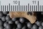 UC 23931 fossil4